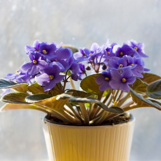 Indoor Flowering Plant: African Violet
