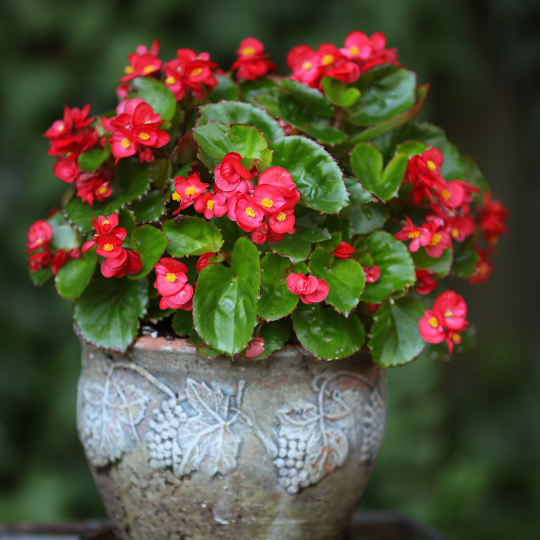Indoor Flowering Plant: Begonia