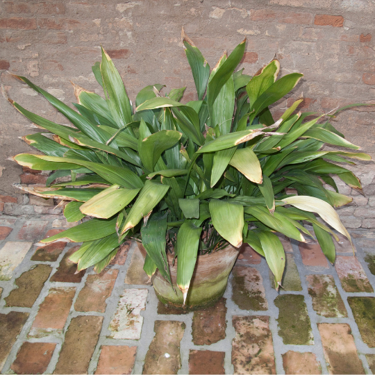 Low-Light Indoor Plants: Cast Iron Plant