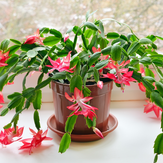 Indoor Flowering Plant: Christmas Cactus