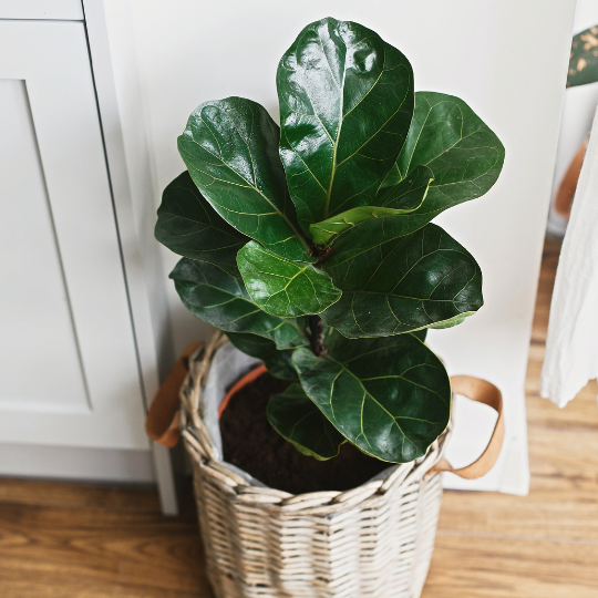 Asthetic Plant for Living Room: Fiddle Leaf Fig