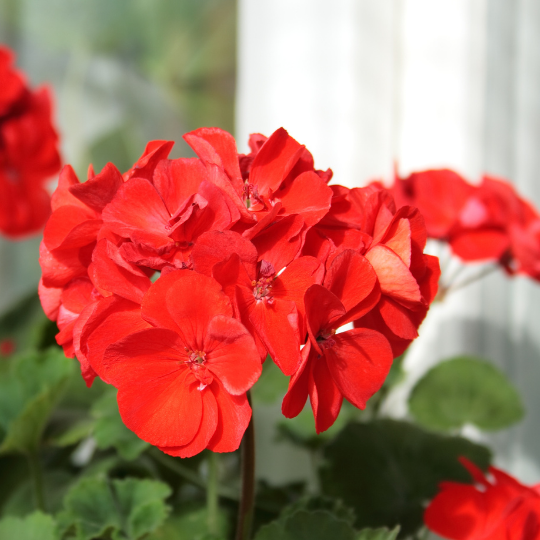 Indoor Flowering Plant: Geranium