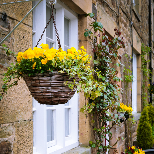 Hanging Baskets