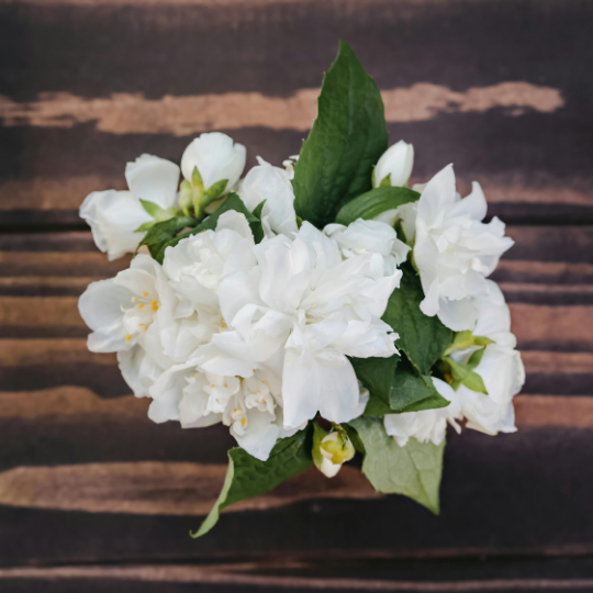 Fragrant Indoor Plant for Living Room: Jasmine