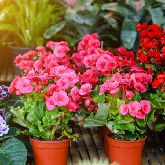 Indoor Flowering Plant: Kalanchoe Flowers