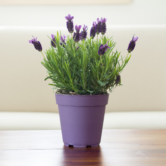 Fragrant Indoor Plant for Living Room: Lavender