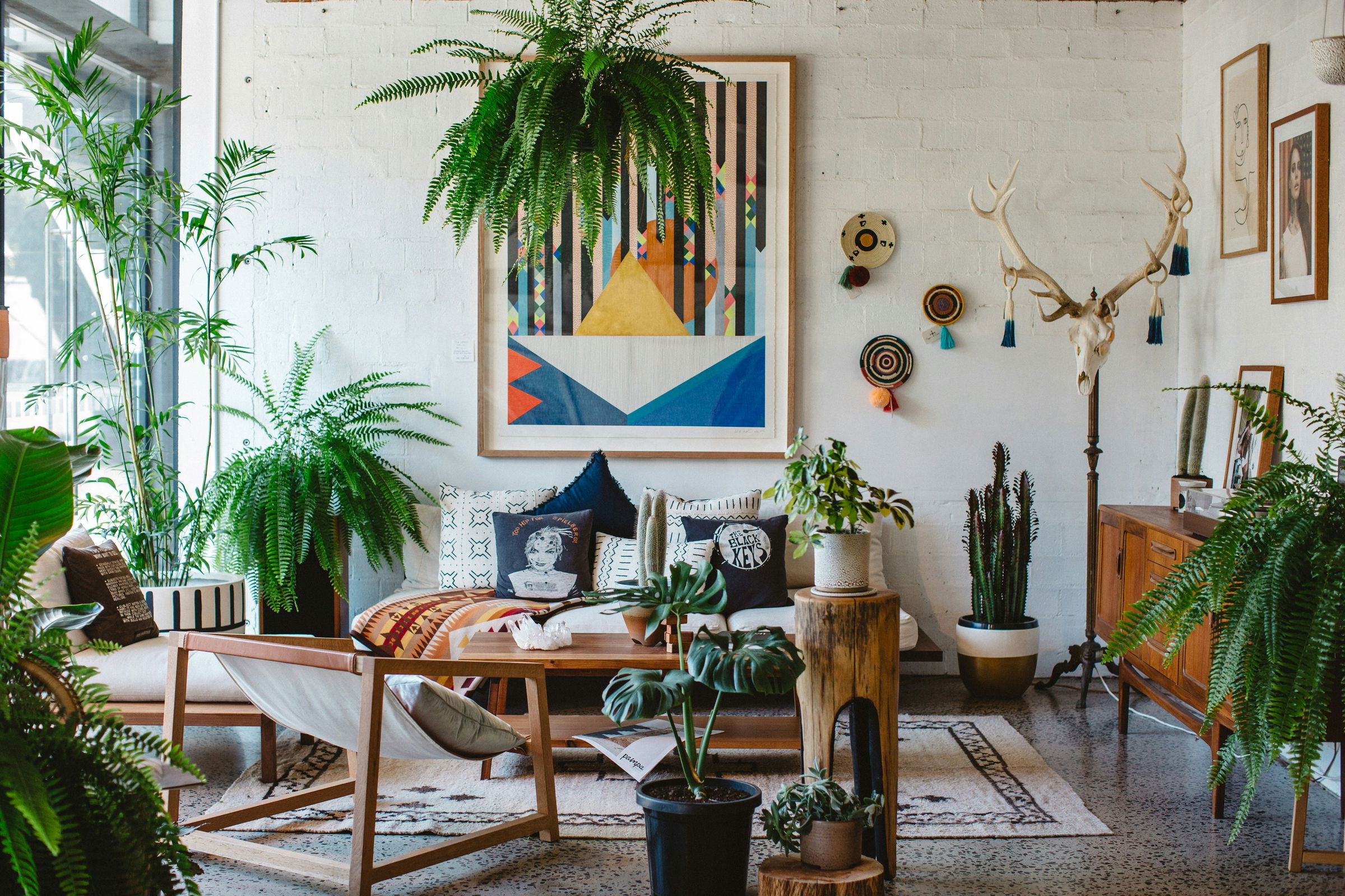 Indoor Plants for Living Room