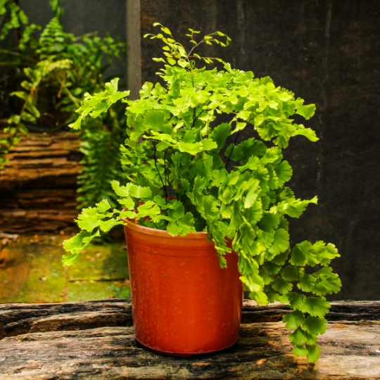 Low Light Indoor Plant: Maidenhair Fern