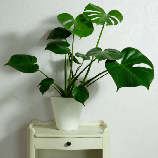 Asthetic Plant for Living Room: Monstera Deliciosa