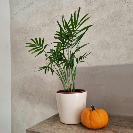 Indoor Plant for Bedroom: Parlor Palm