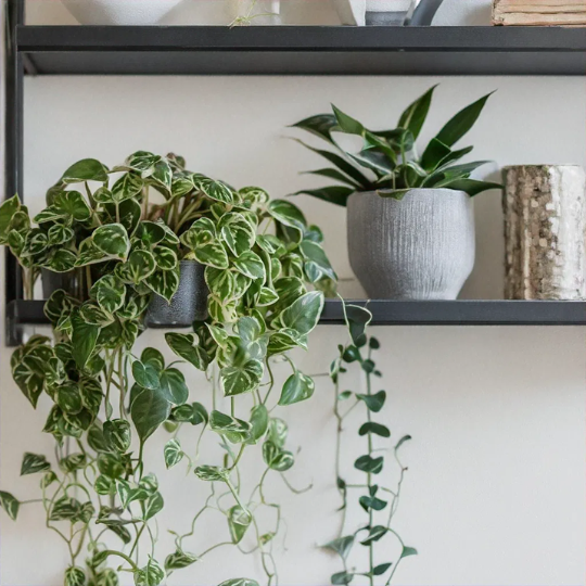 Indoor plants on a shelf