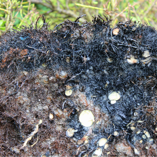 Root Rot