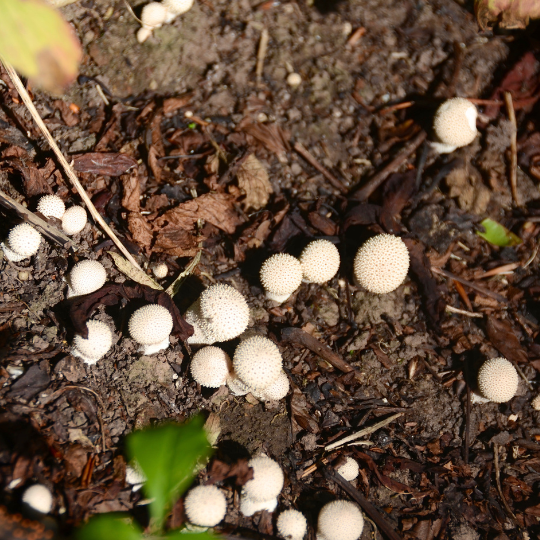 White Fungus