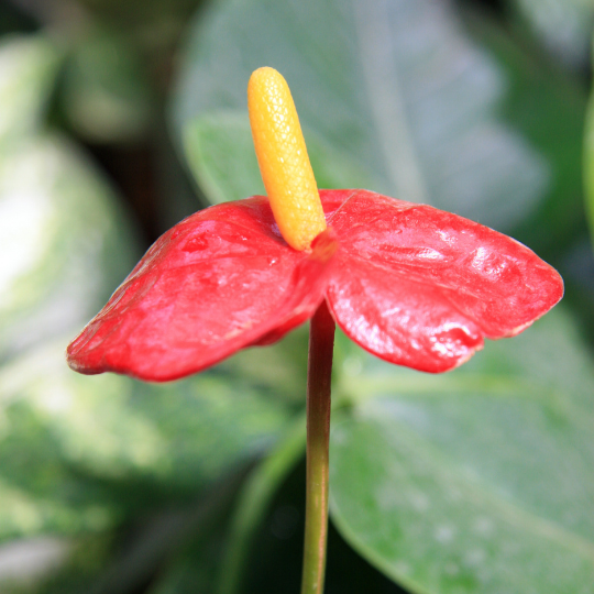 Indoor Flowring Plant: Anthurium
