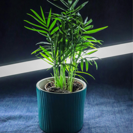Pet-Friendly Indoor Plants for Living Rooms: Areca Palm