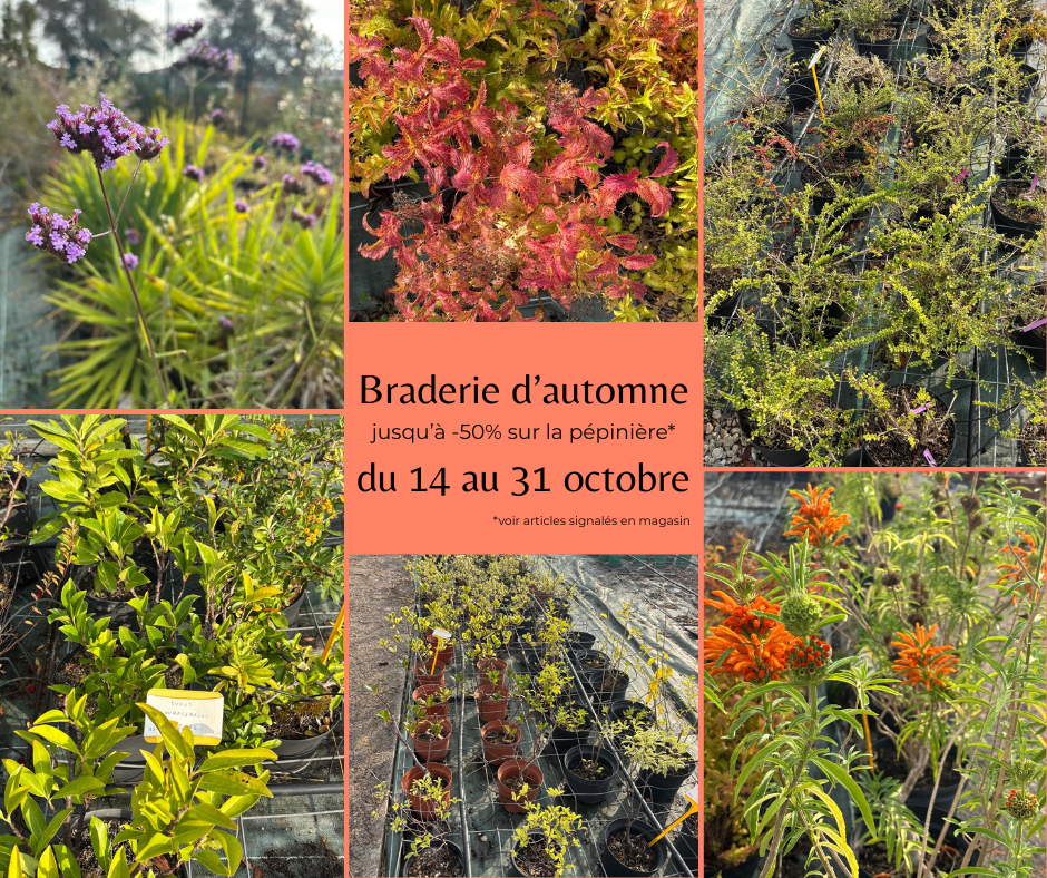 Braderie d'automne