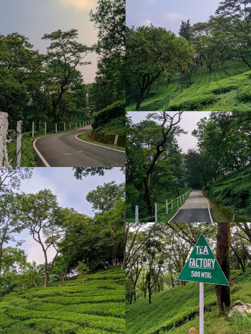 Tea garden (Himachal Pradesh)