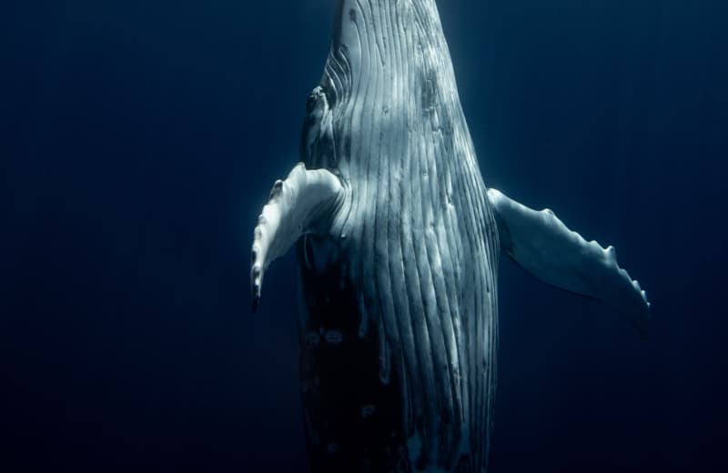 photo de baleine