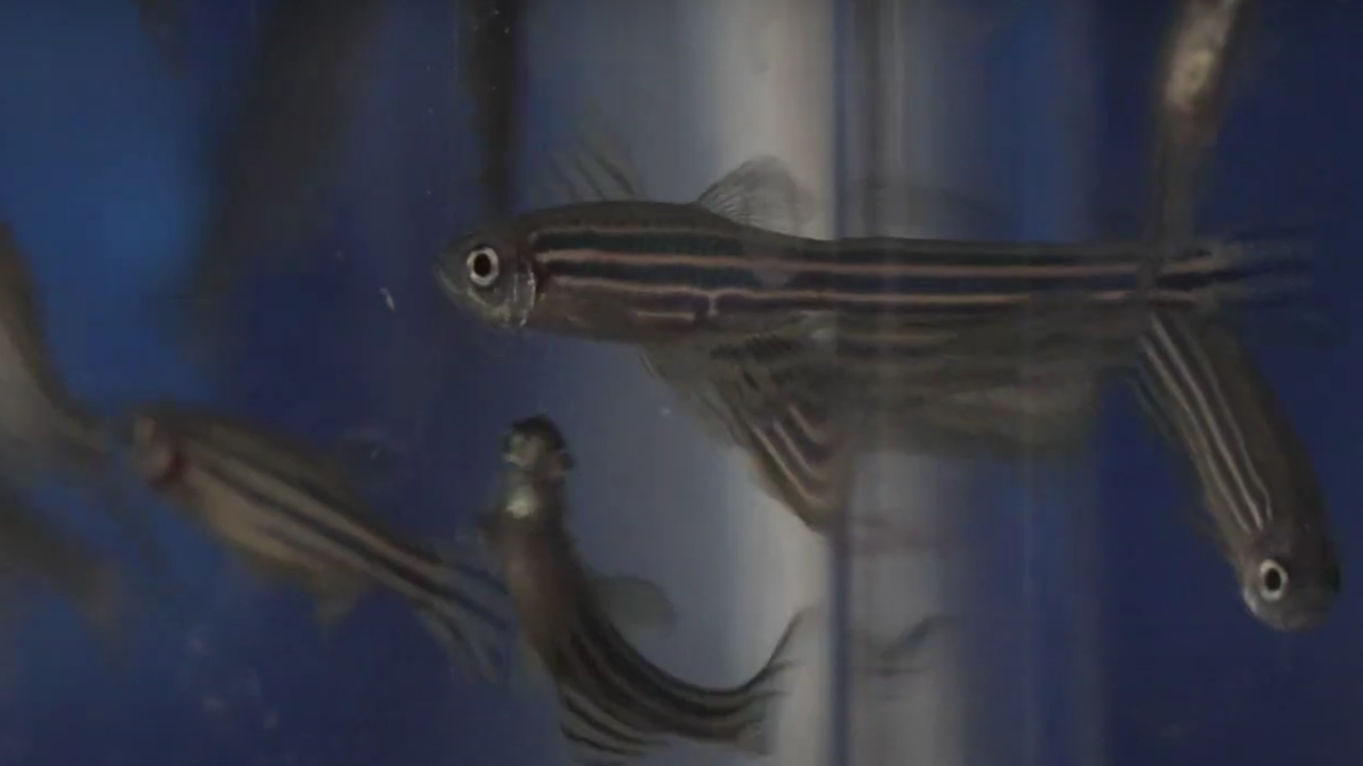 What are the key elements a marine sciences institute must have to become a reference in its field?
