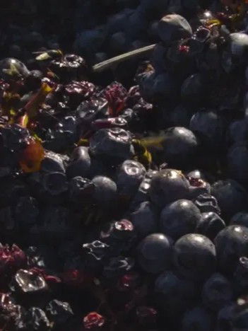 Turismo Rural Pedremoura - Vinho de Talha
