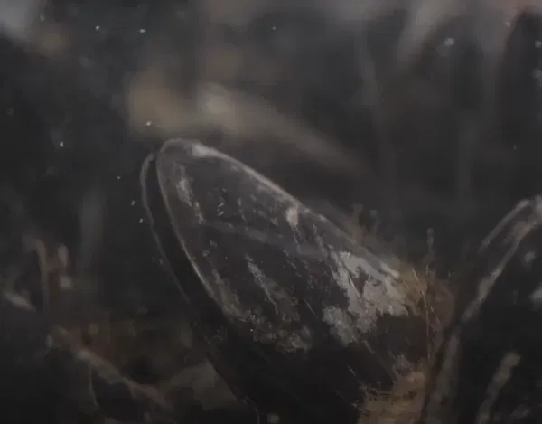 Sabia que existem muitos tipos de conchas de bivalves?
