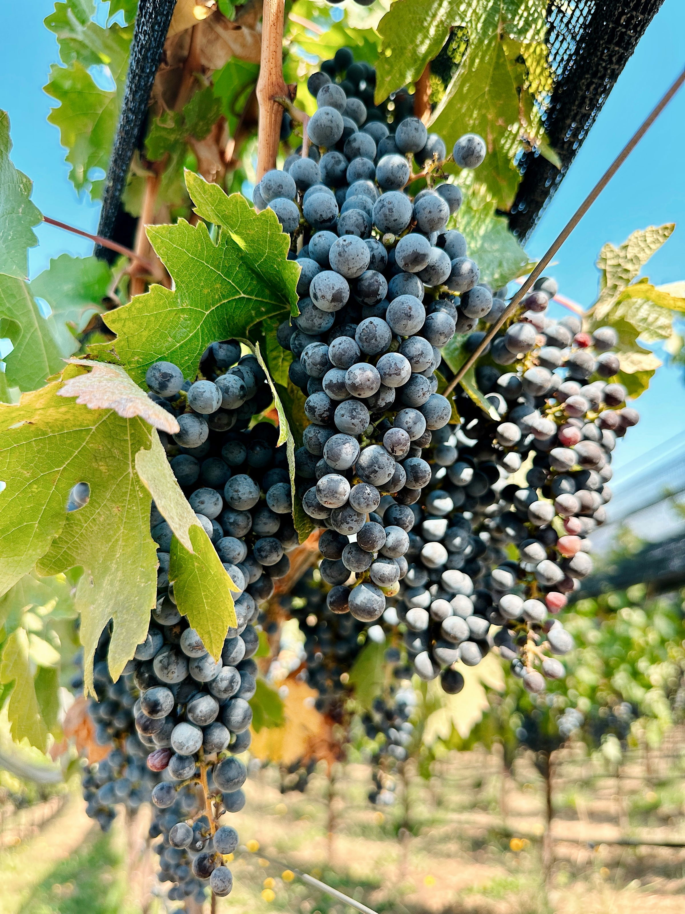 grapes harvest