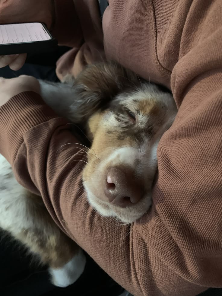 lost dog