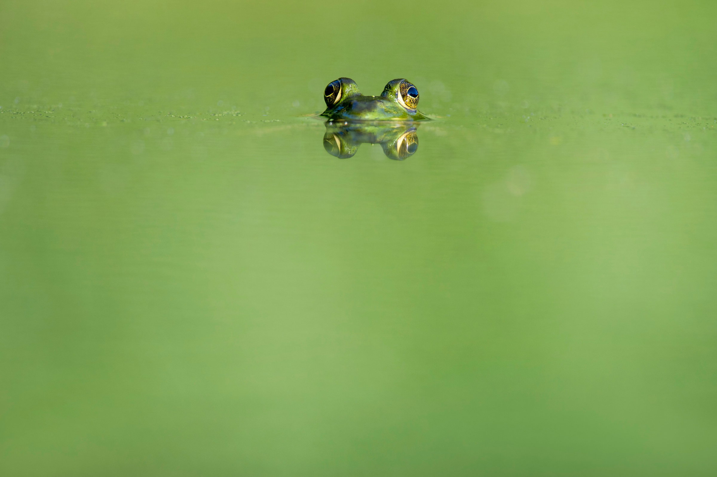 lazy frog