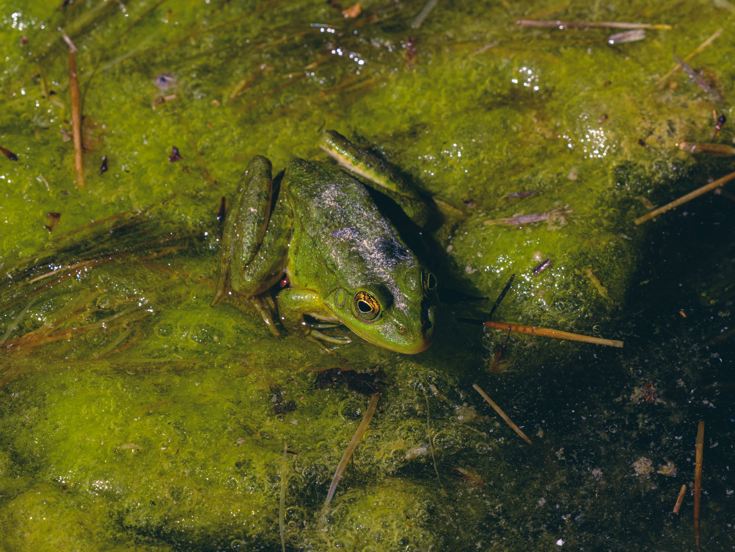 frog character