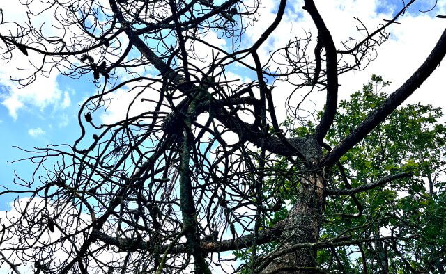 Plantation arbre Quimper