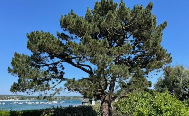 taille arbre Cap Coz