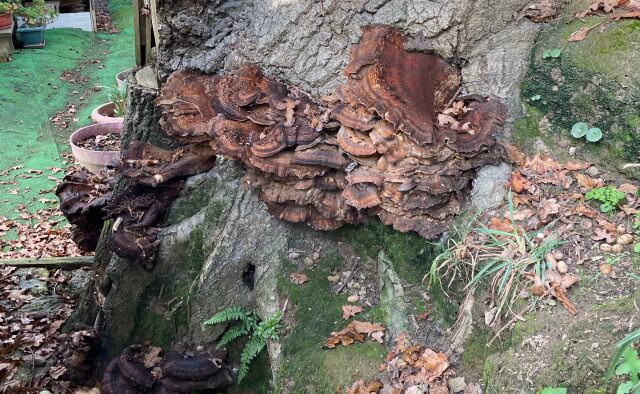 diagnostic arbre