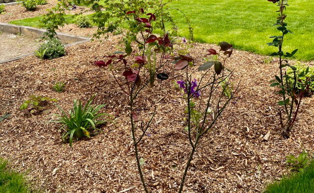Plantation arbre Quimper