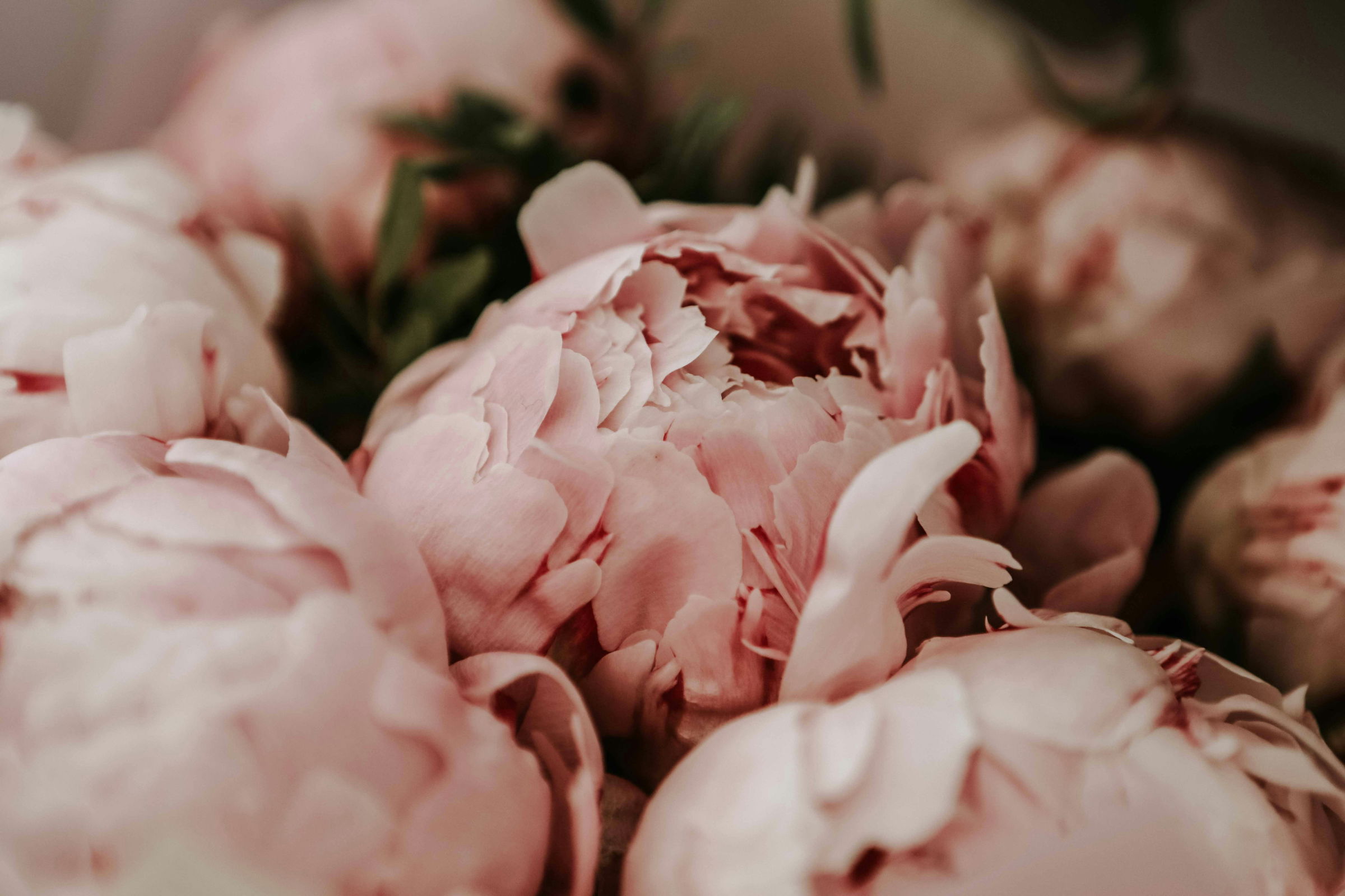 Close-up of soft pink peonies in full bloom.