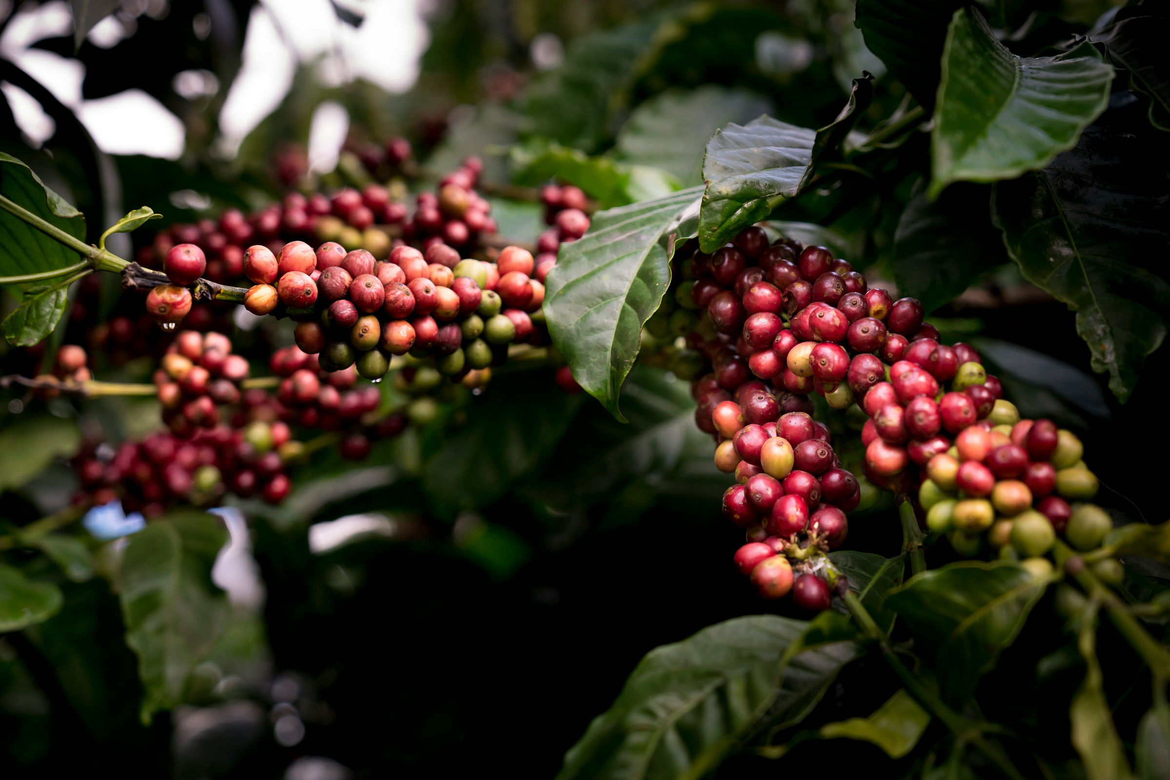 global coffee farmers