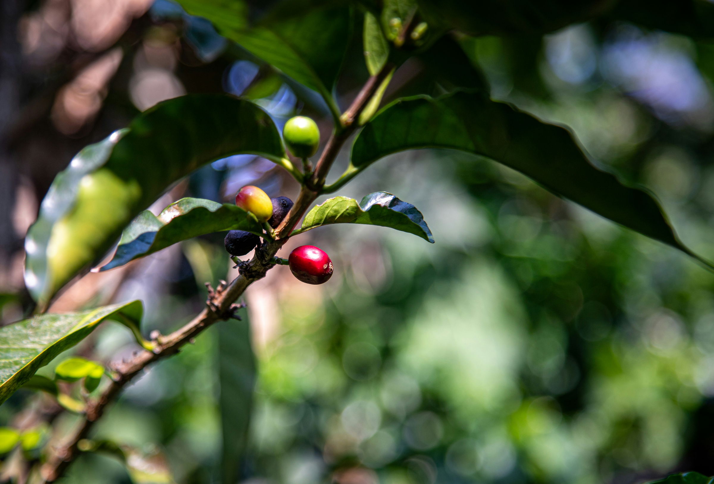 sustainable coffee farming