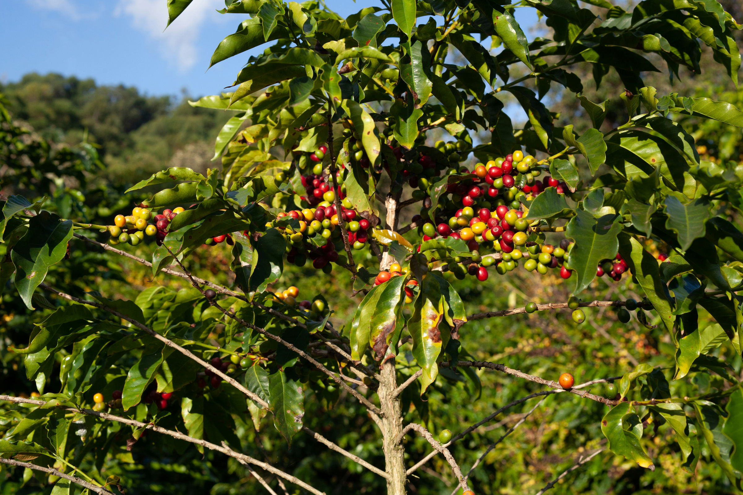 coffee plantation