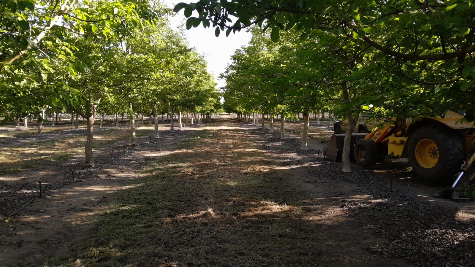 vista de campo de nogales