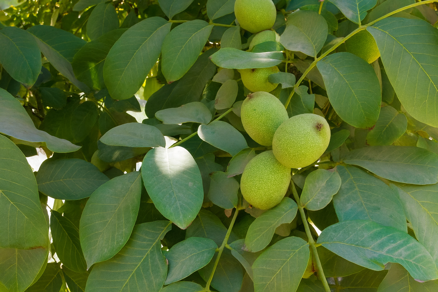 nogales chandler chile