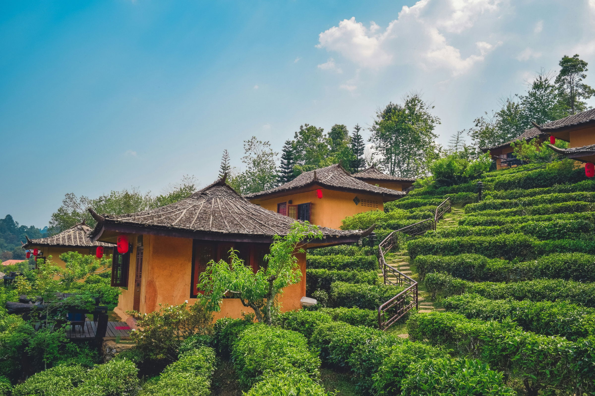 tea plantation yunnan