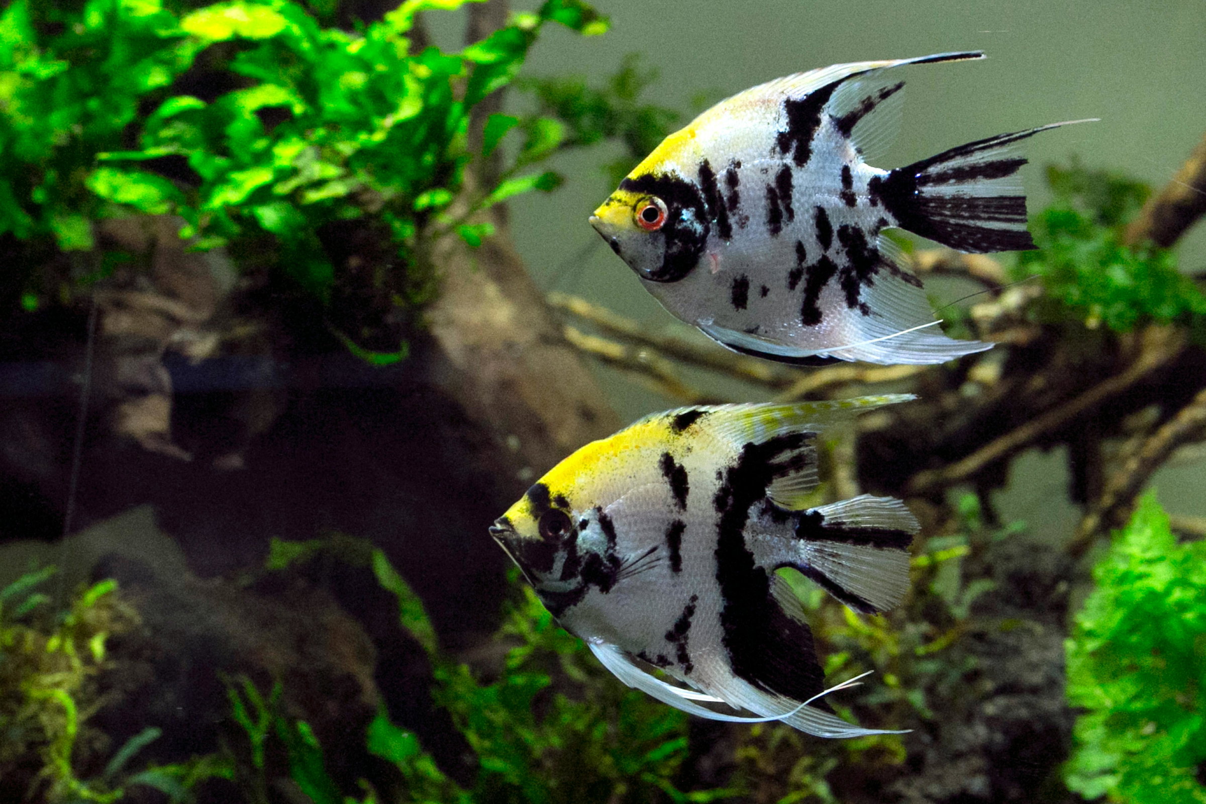 Angel fish pair