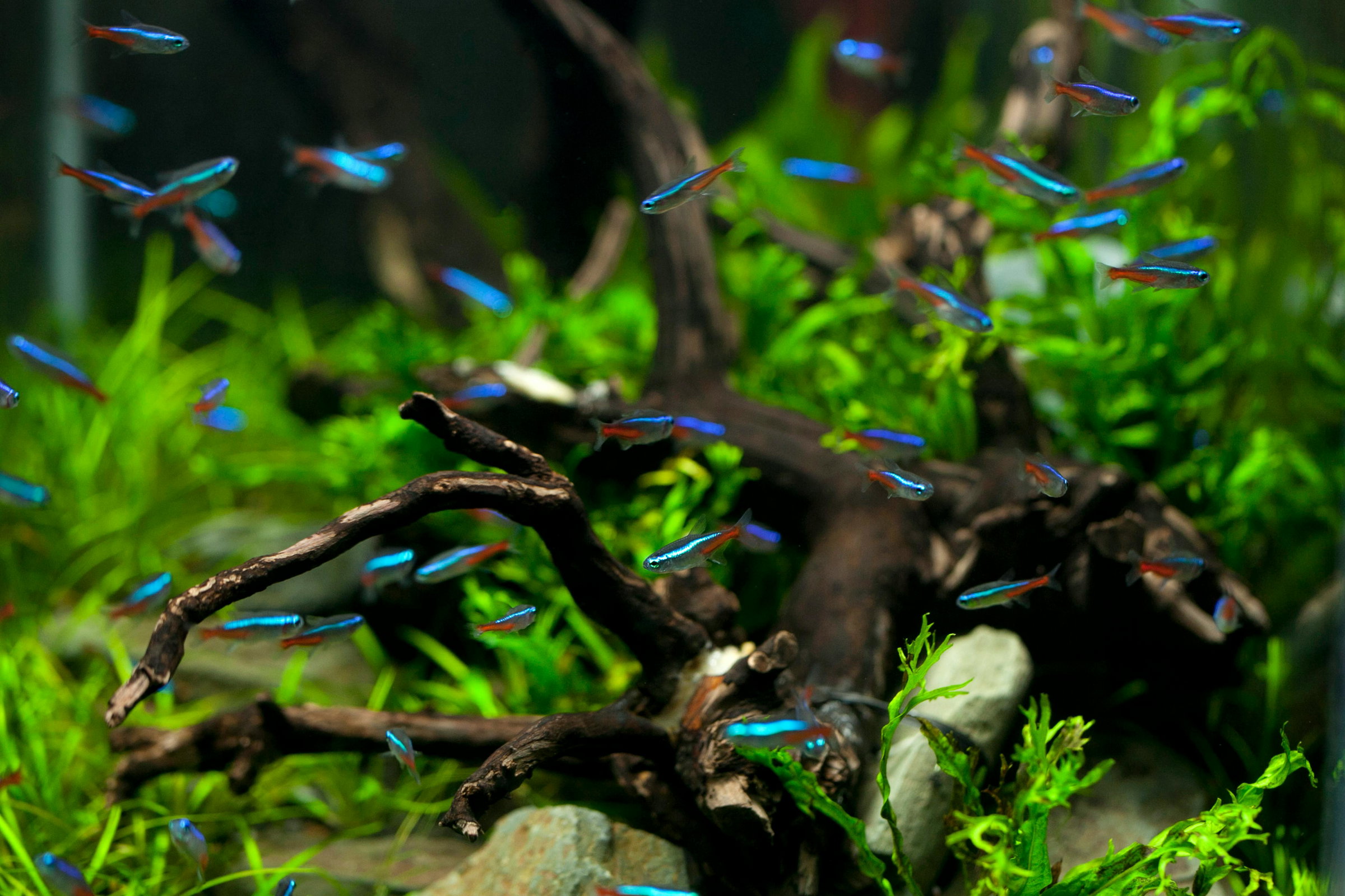 Freshwater Aquascape