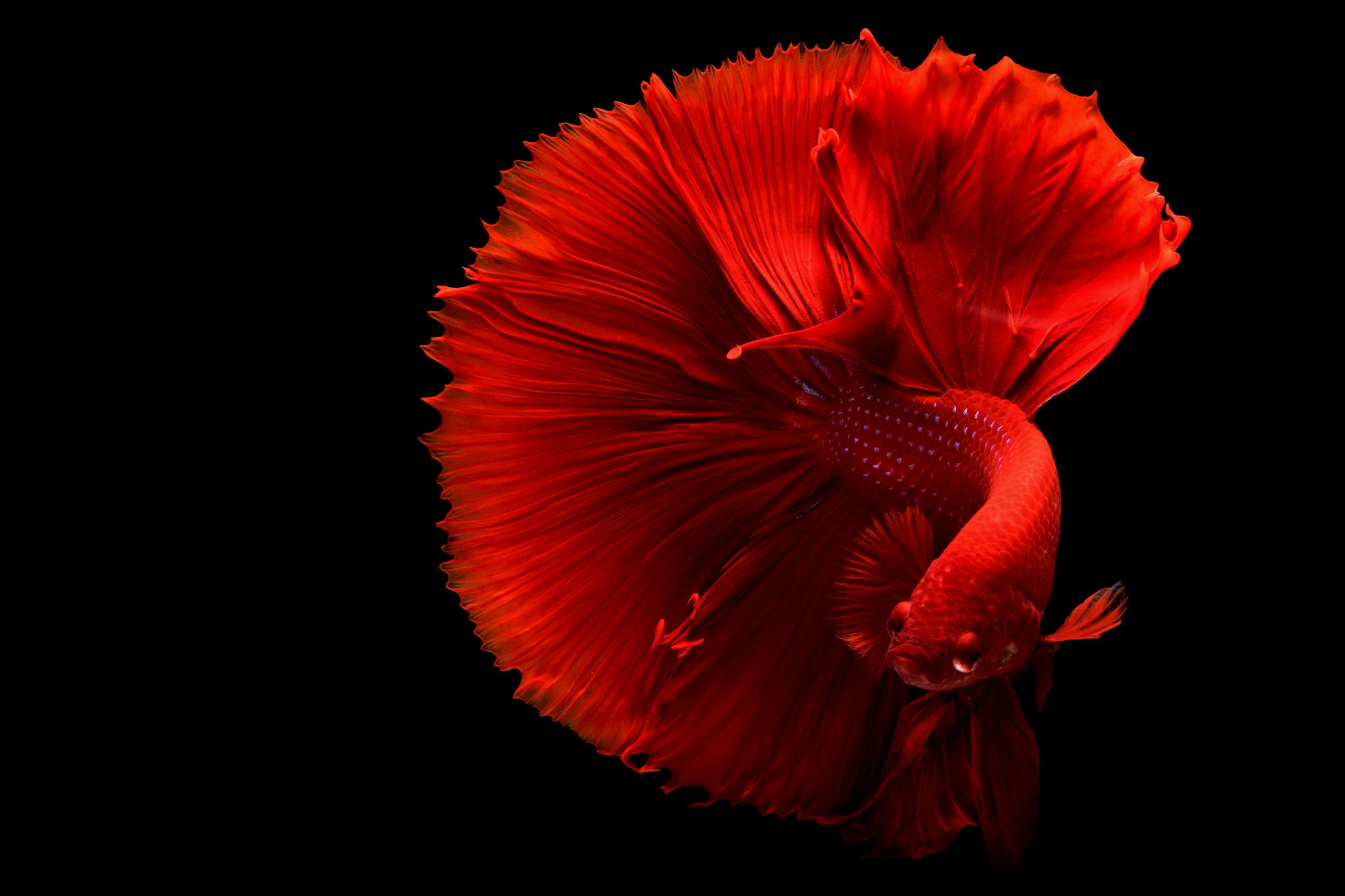 Full Red Halfmoon Betta Fish