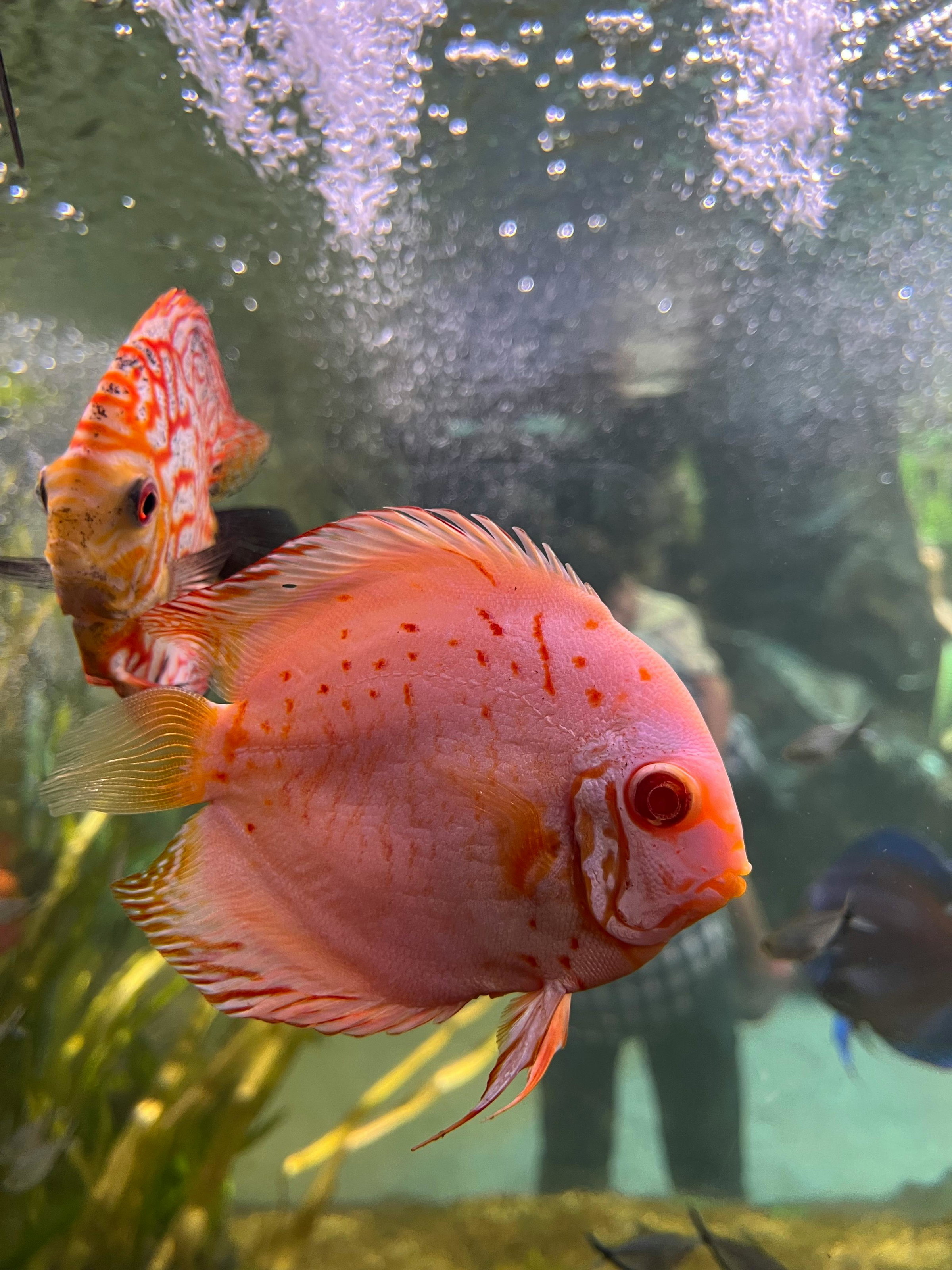  Red Discus fish close up 
