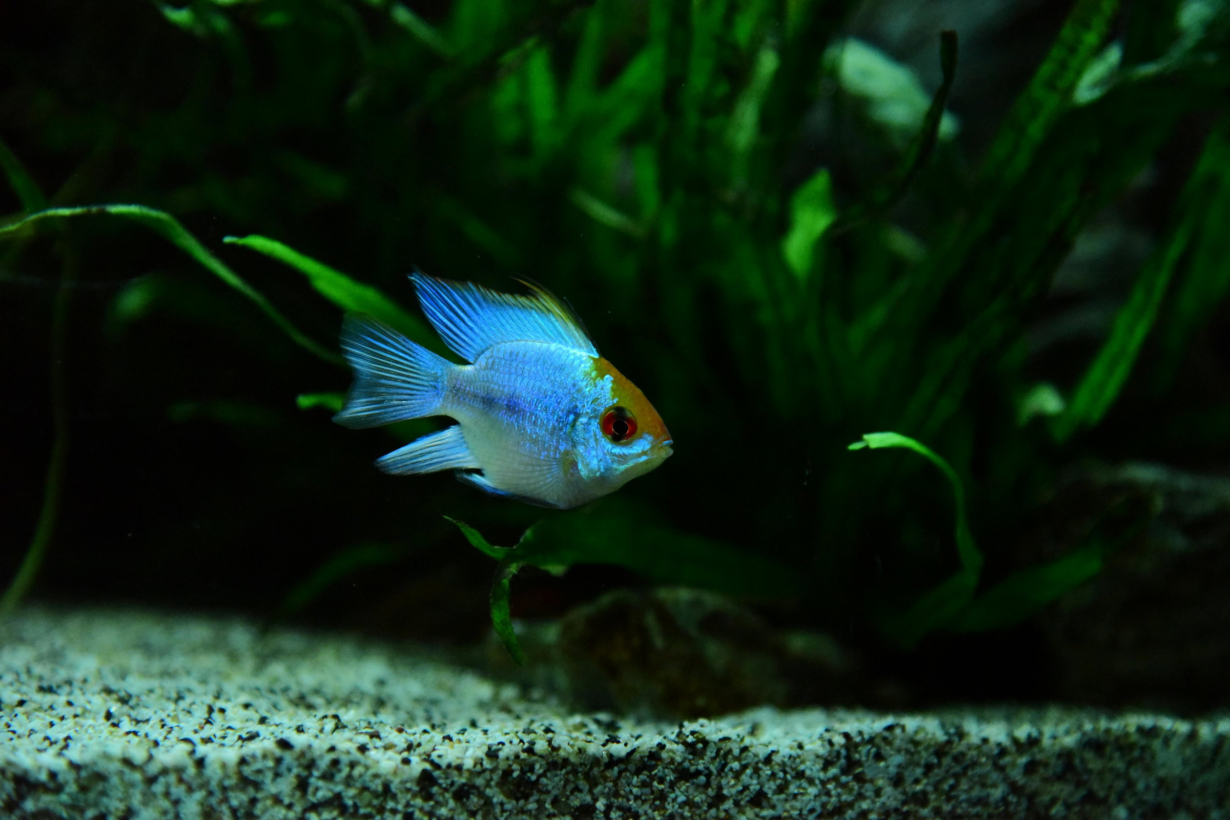 electric blue ram cichlid 