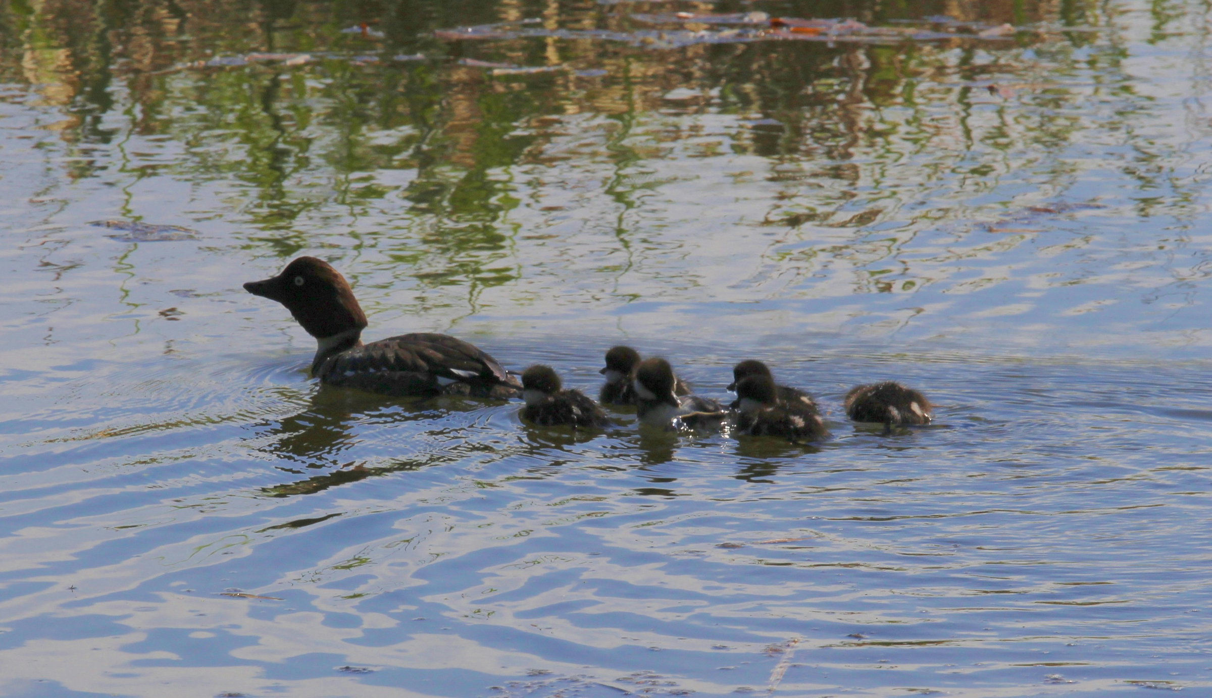 A Common Goldeneye (Bucephala clangula) hen swimming with her brood.