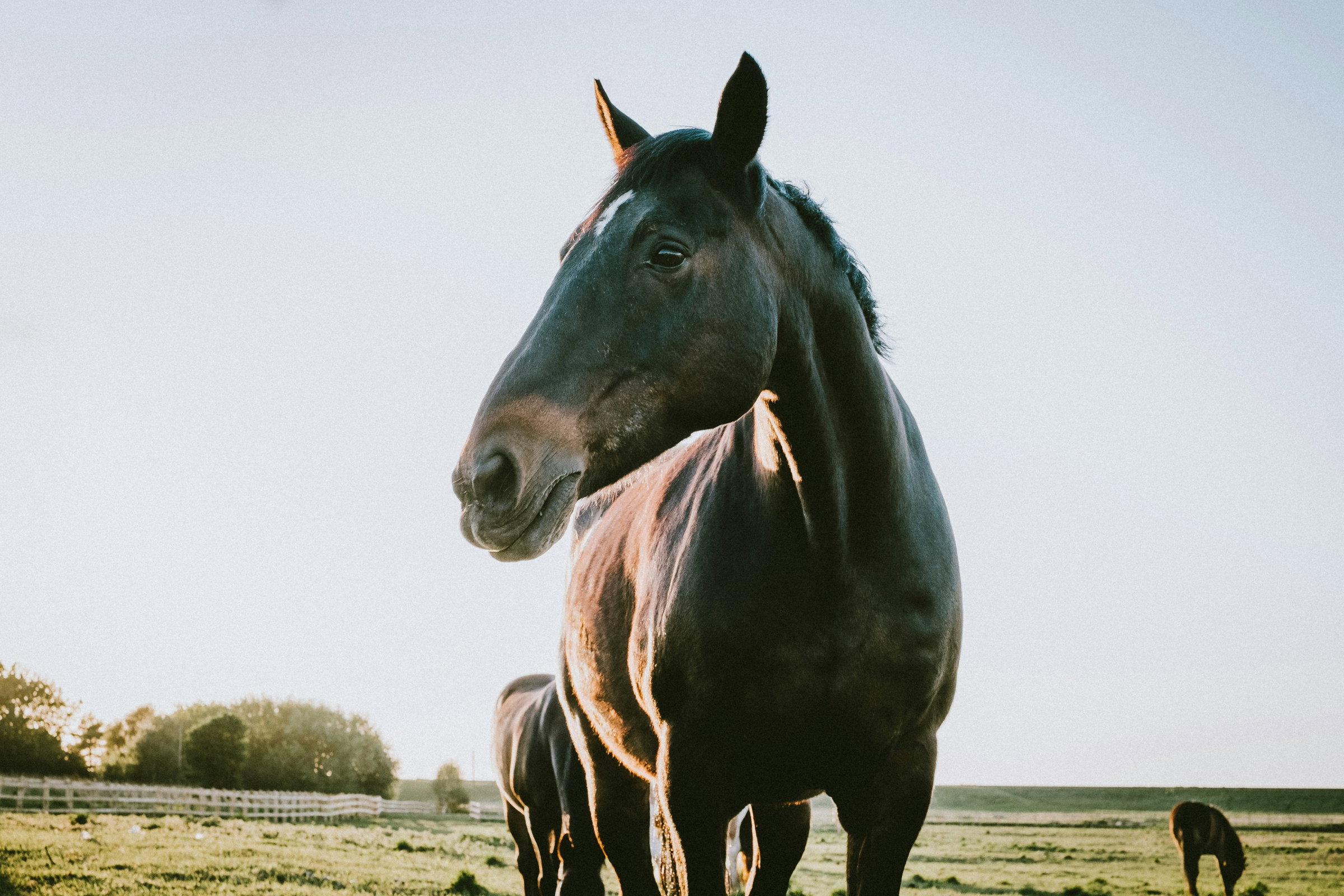 Expert Equine Care 