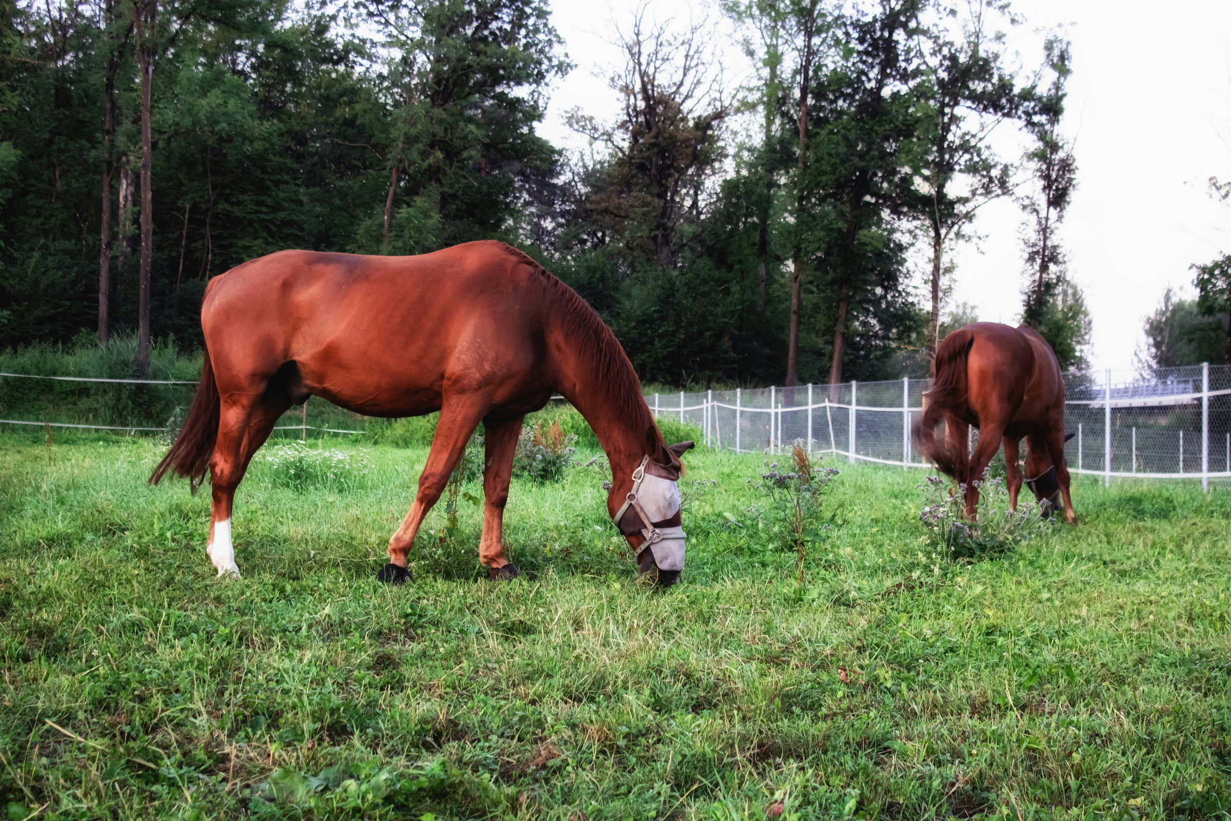 Thoroughbred Prep facilities