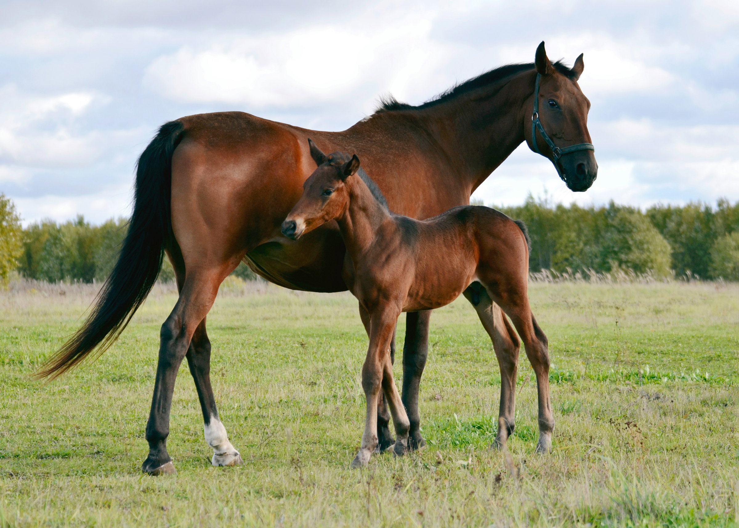 Precision Horse Breeding Facility