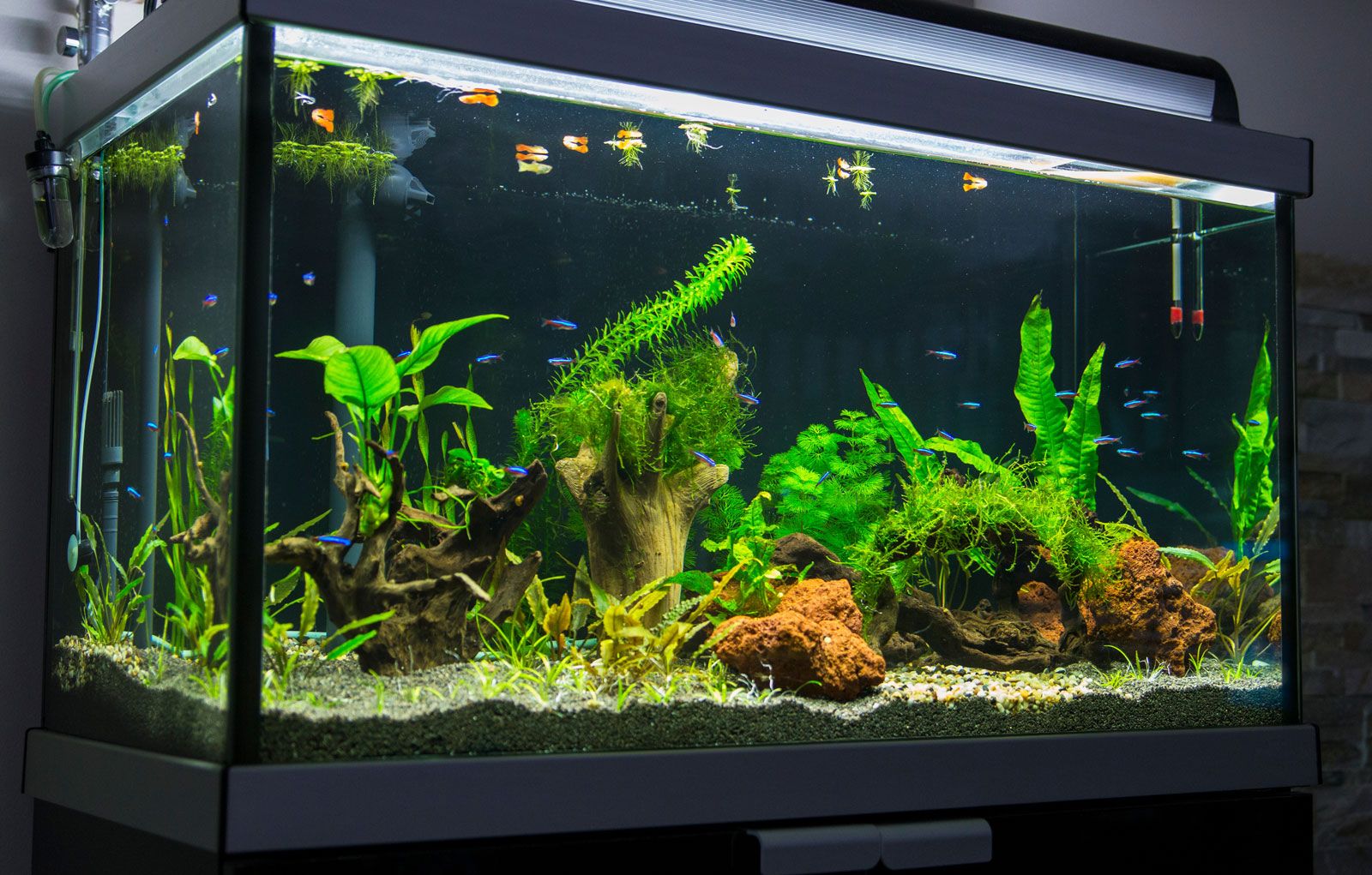custom aquarium